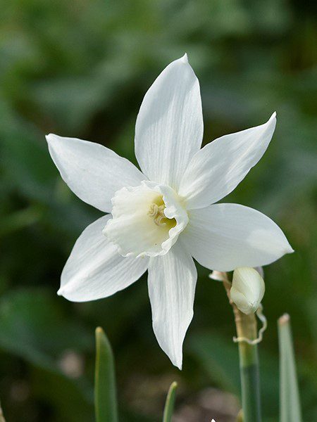 Peatfree Narcissus thalia in flower