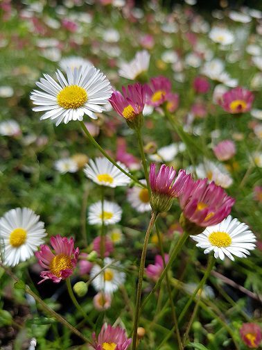 top selling - Erigeron Karvinskianus