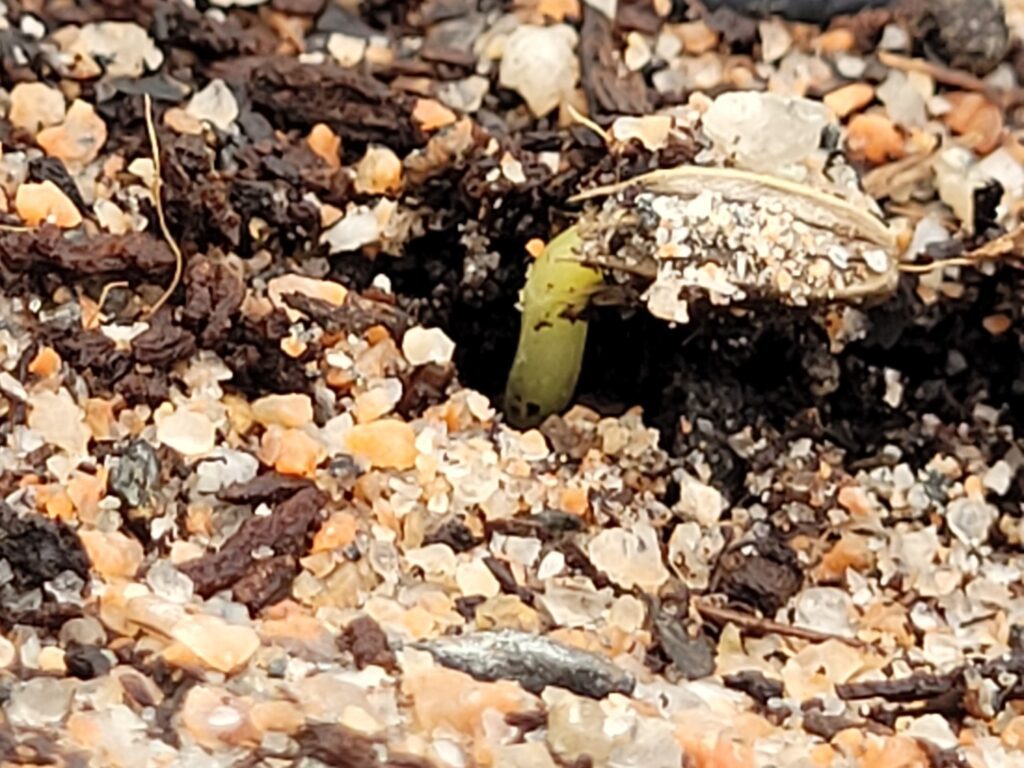 Cephalaria see has germinated