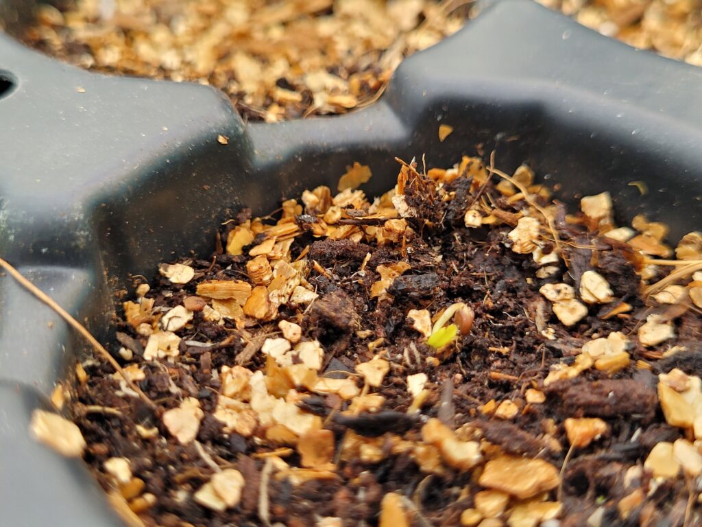 Malva seed has germinated