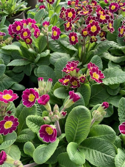 Primula Green Lace