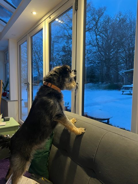 Mowgli the patterjack looking at the snow wishing he had made a tv appearance