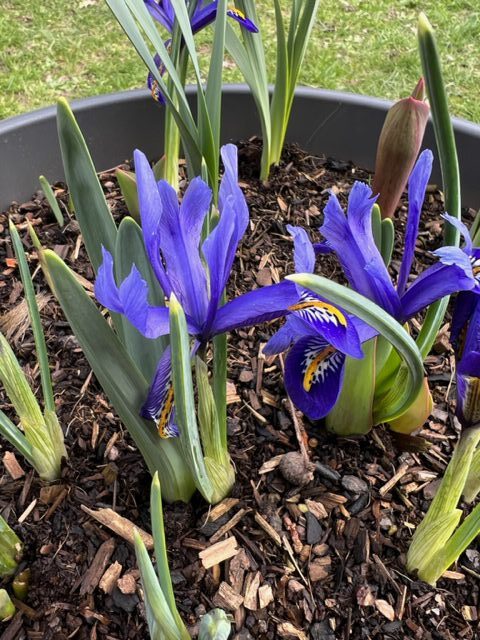 A pot of blue iris reticulata in flower