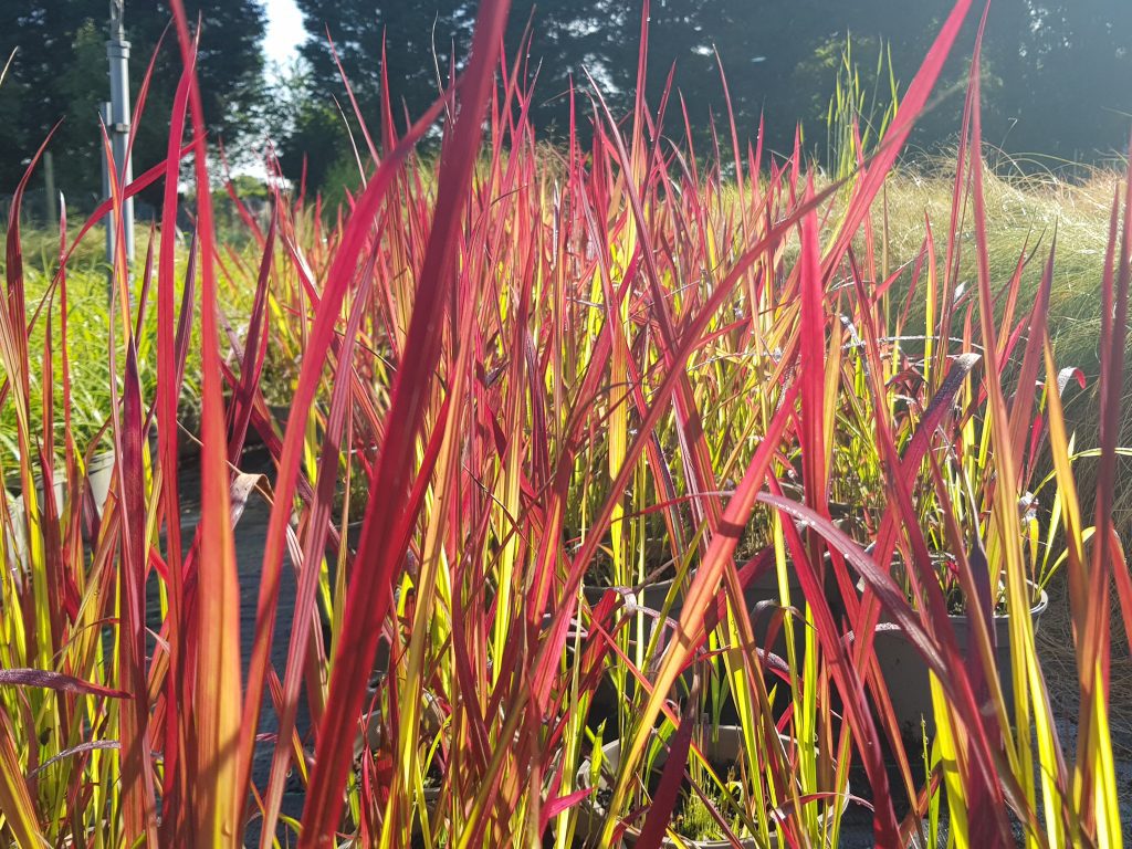 Imperata Red Baron, red foliage colour