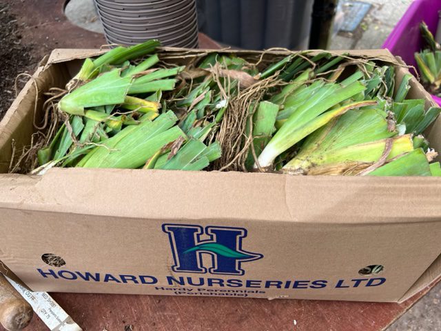 a box of bare root bearded iris