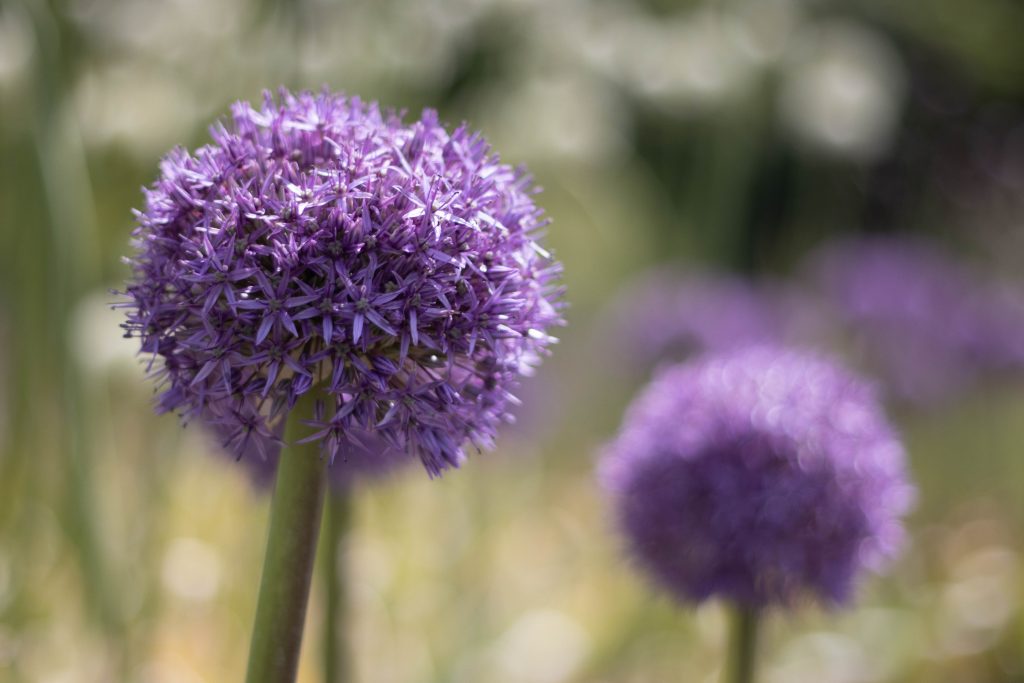 Allium heads in the sunshine