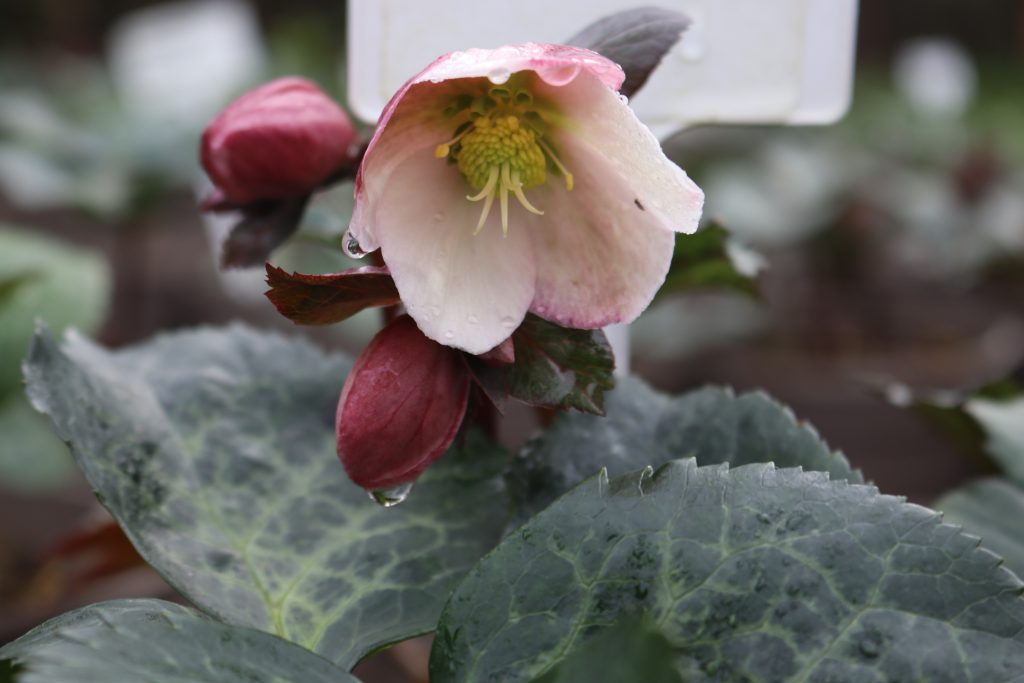 Helleborus in flower in February