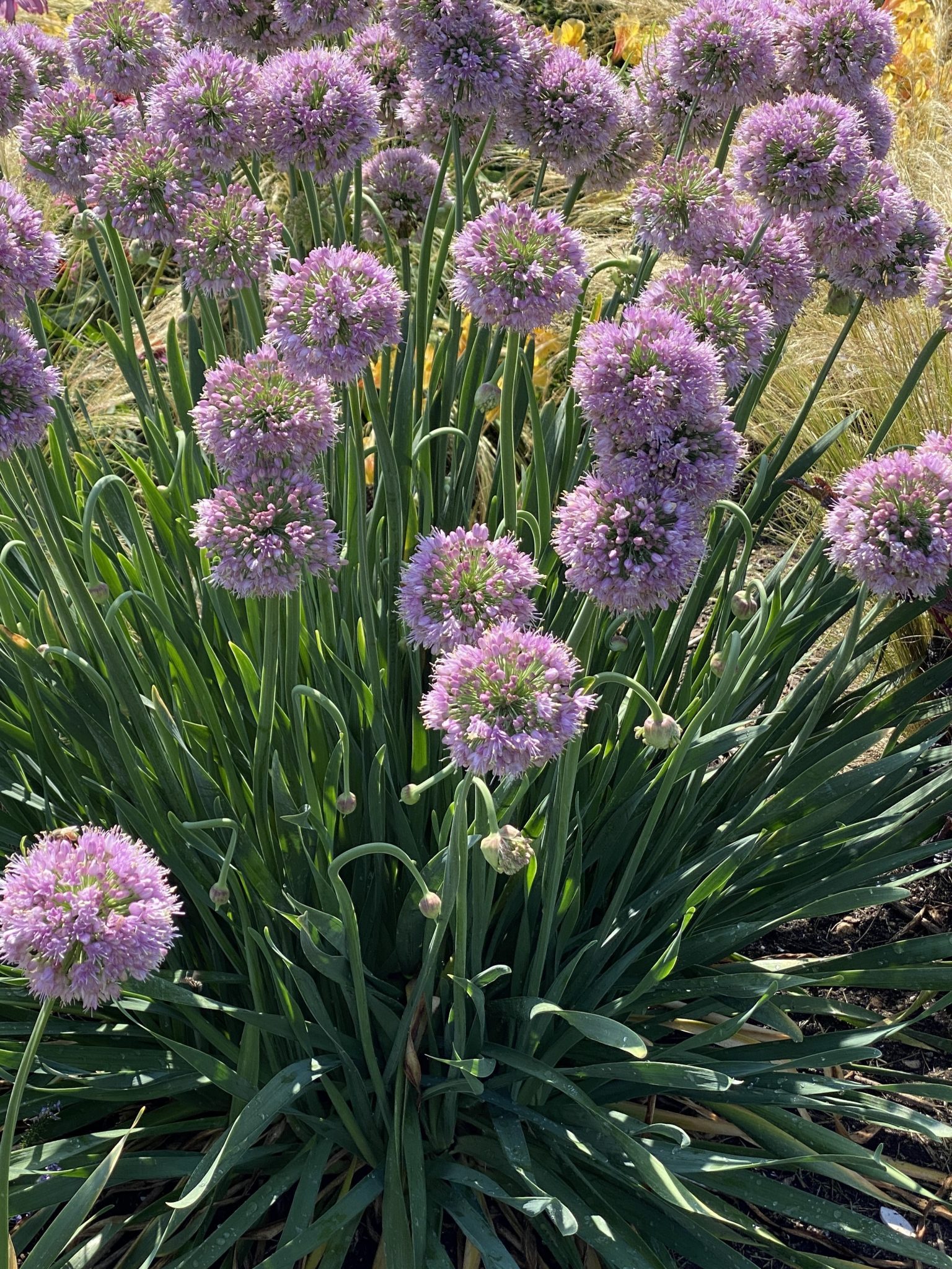 Alliums - Our range of ornamental onions - Prenplants Sussex