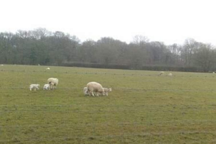 Sheep with their lambs in a field at Easter