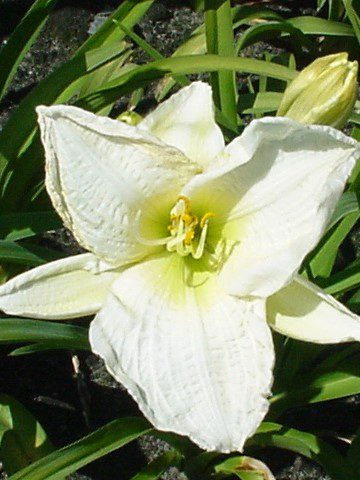 a white ivory white bloom with a green throat