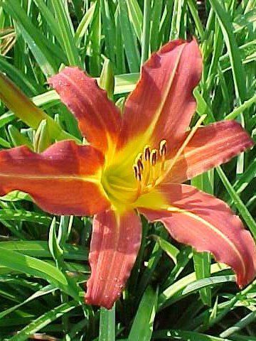 a red flower with a yellow stripe and yellow throat