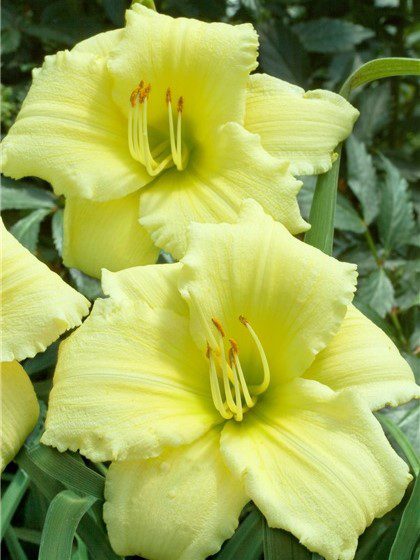 A pale yellow flower with ruffles leaves