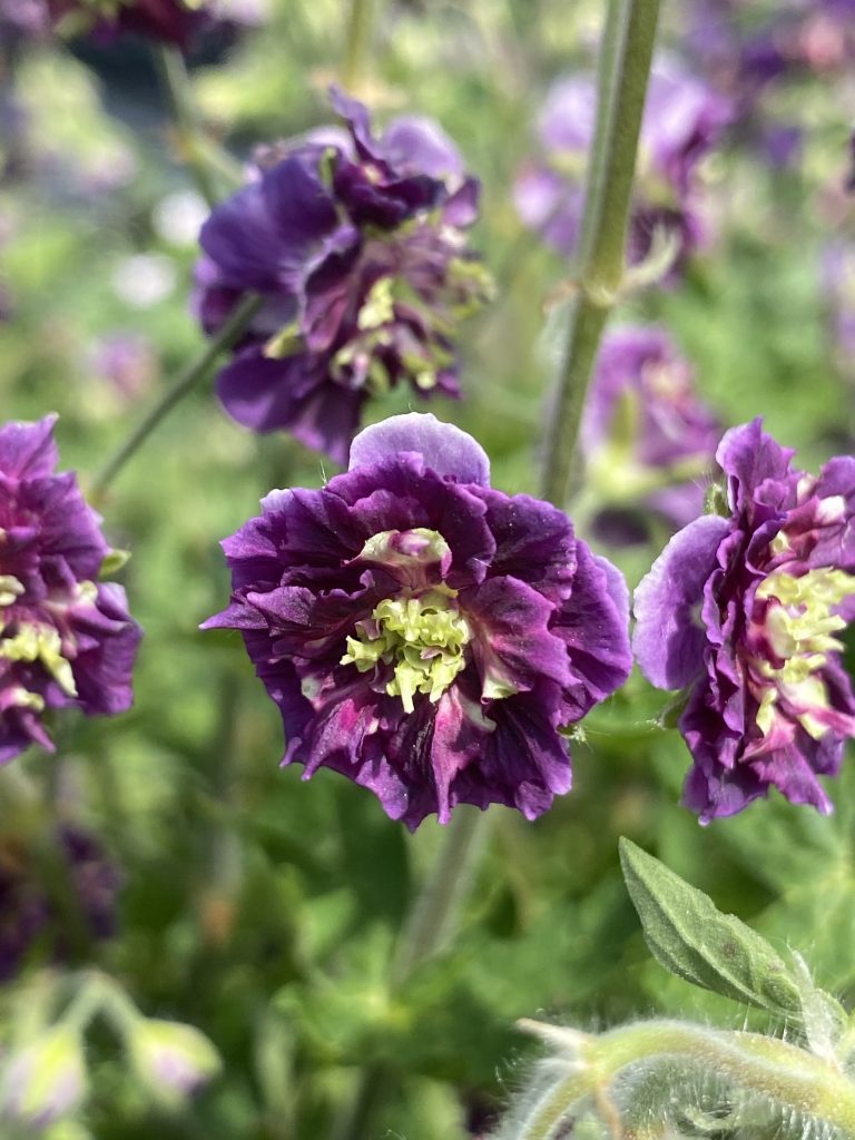 Joseph Green a double flower with purple and green petals. 