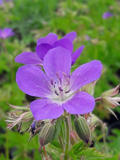 violet blue flowers with white eye.