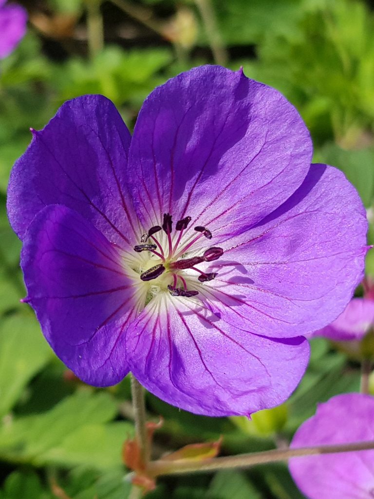 Geranium Rozanne with purple saucer flowers and a white eye,