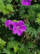 vivid magenta flowers over palm shaped leaves