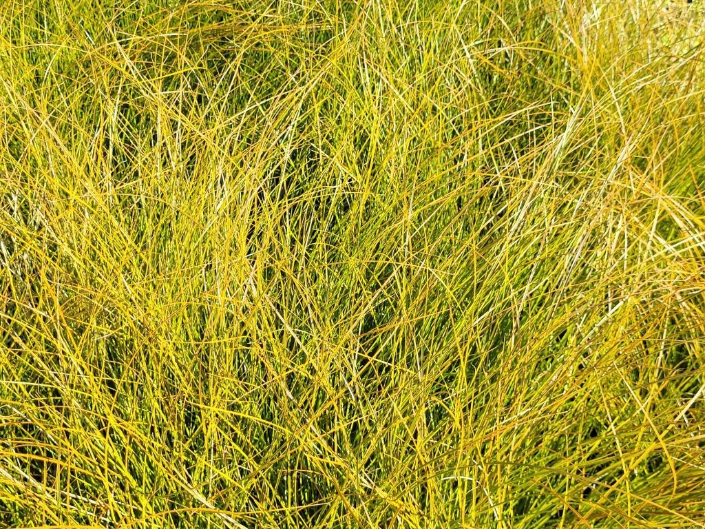 Grass Carex Testacea Prairie Fire in Autumn