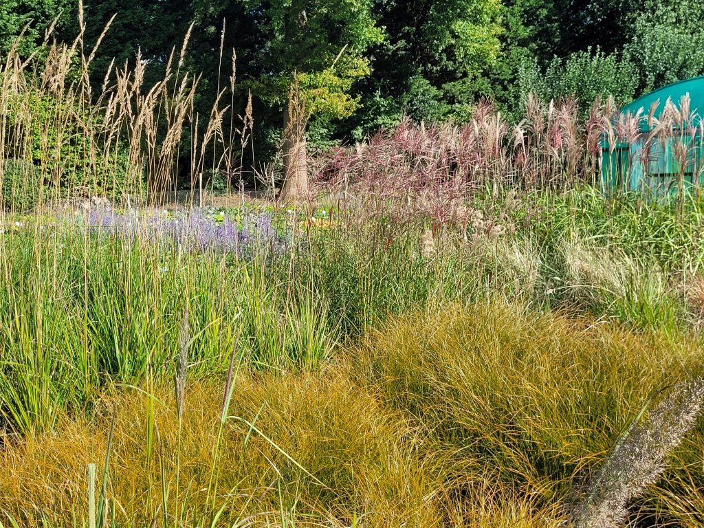 variety of Autumn grasses on our nursery beds