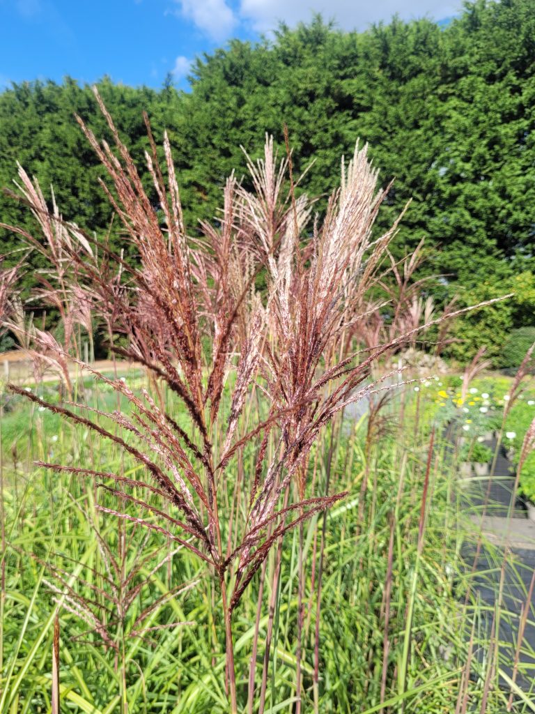 Grass Miscanthus Malepartus