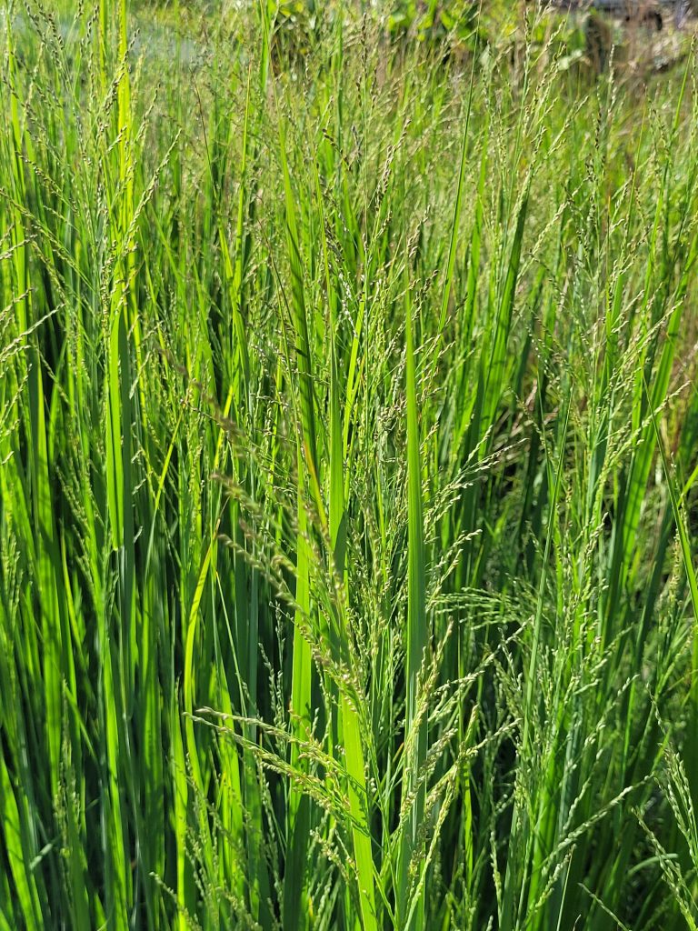 Grass Panicum North Wind