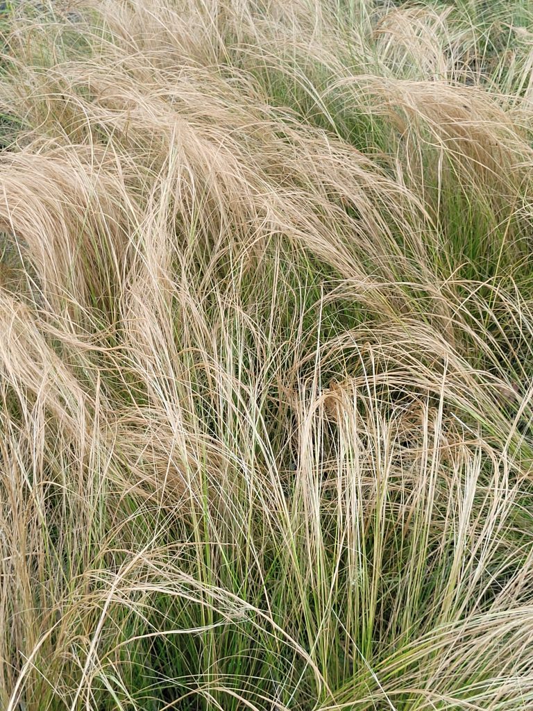 Grass Stipa tenusisima Pony Tails